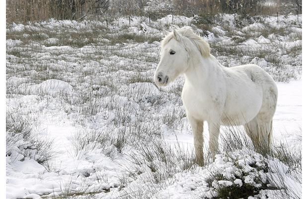 Animal world (28 photos)
