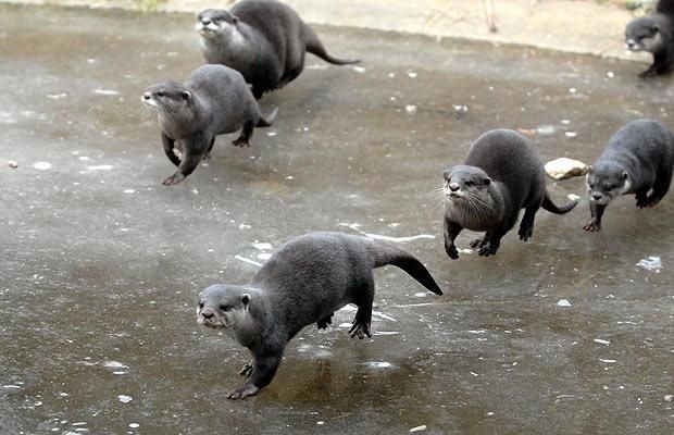 Animal world (28 photos)