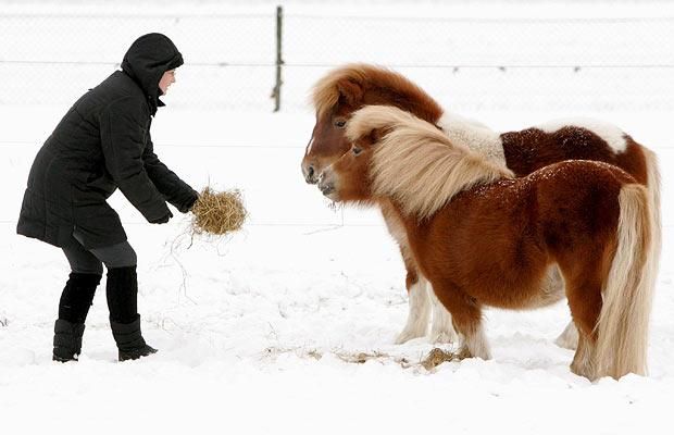 Animal world (28 photos)