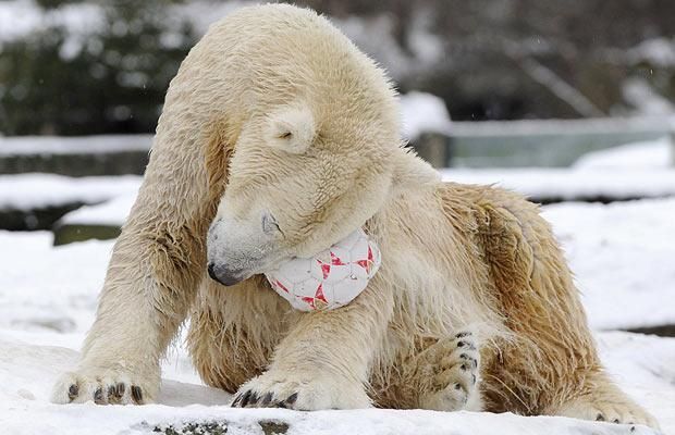 Animal world (28 photos)