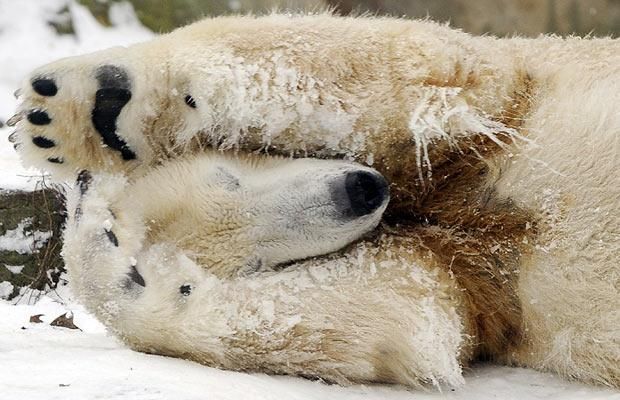 Animal world (28 photos)