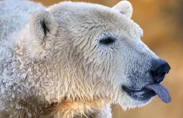Animal world (28 photos)