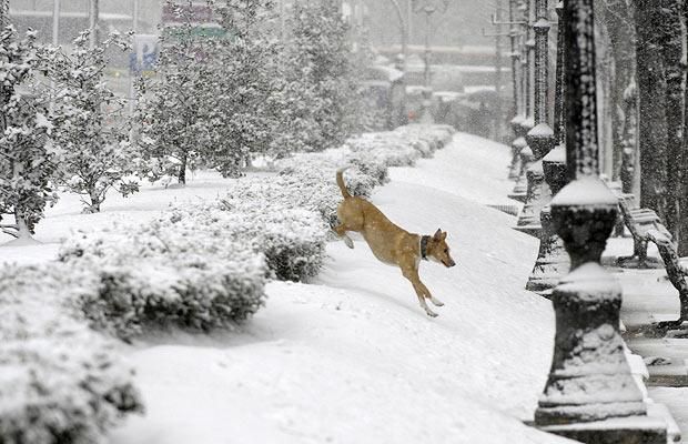 Animal world (28 photos)