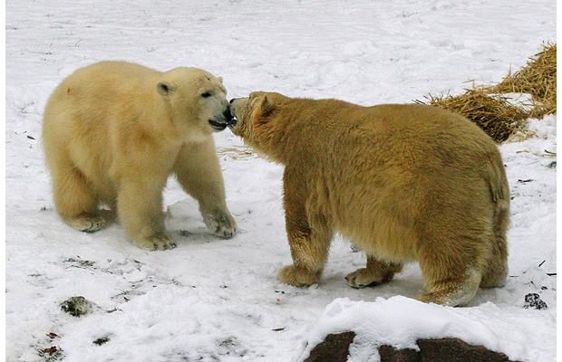 Animal world (28 photos)