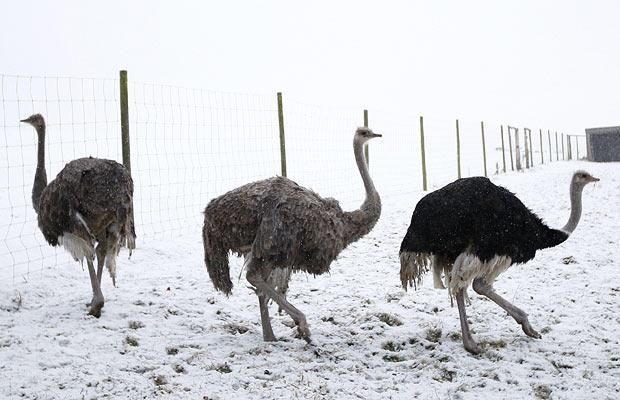 Animal world (28 photos)