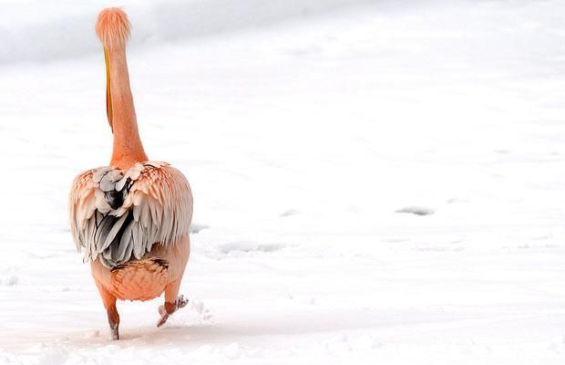 Animal world (28 photos)