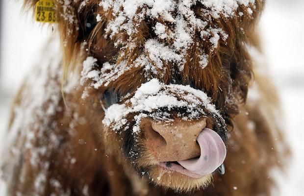 Animal world (28 photos)