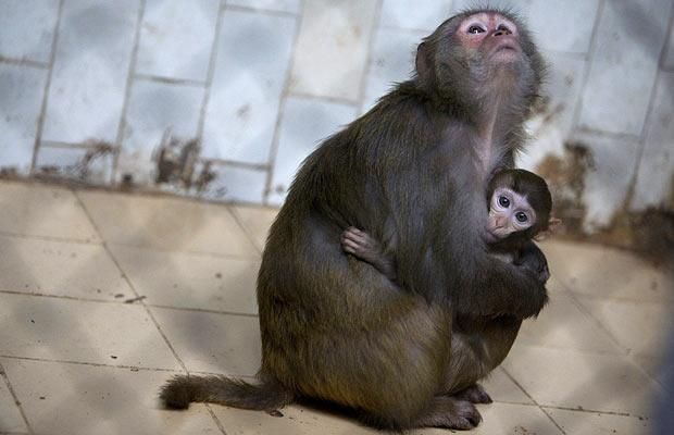 Animal world (28 photos)