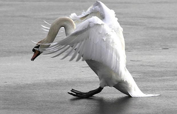 Animal world (28 photos)