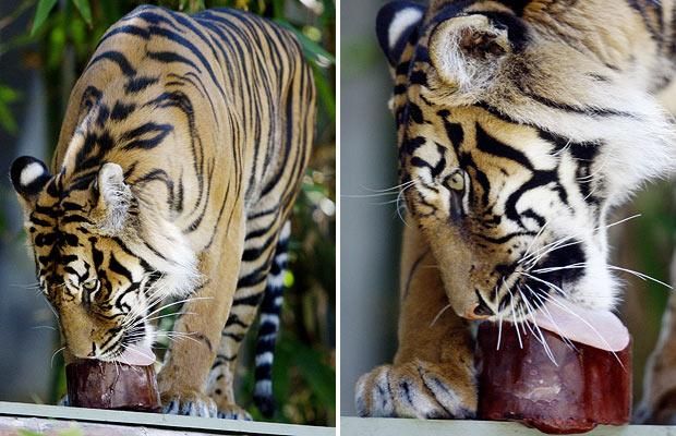 Animal world (28 photos)