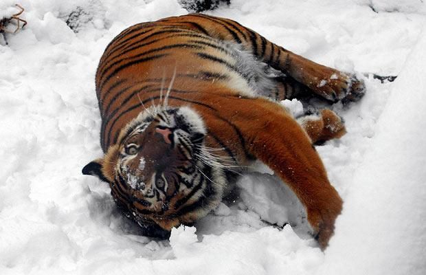Animal world (28 photos)
