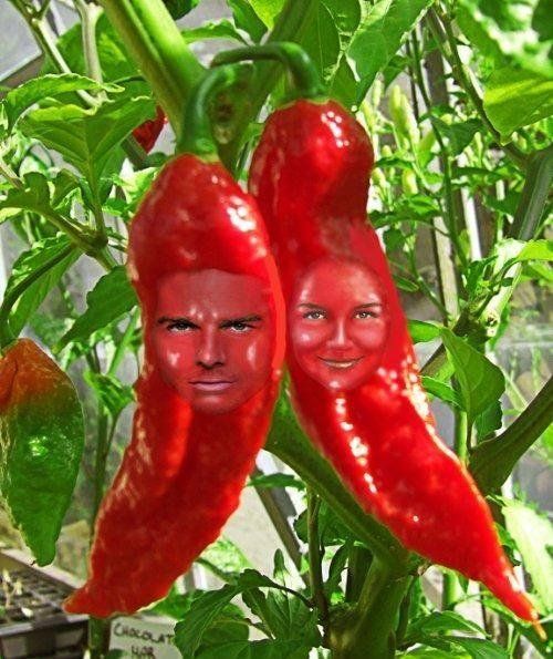 Celebrities, vegetables and photoshop (23 photos)