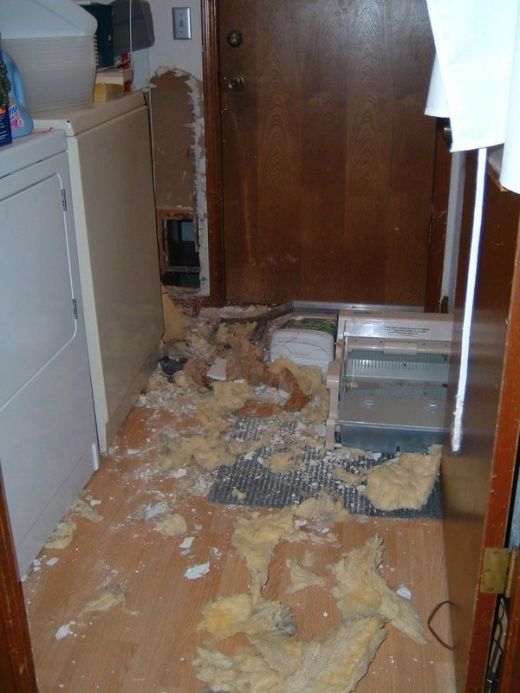 Will this dog live till tomorrow? ;) (3 photos)