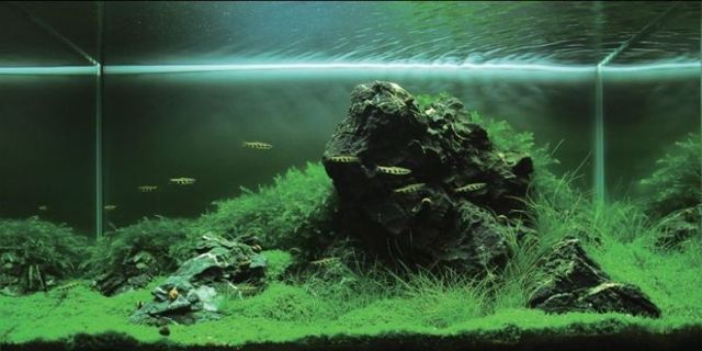 Cool aquariums (23 photos)
