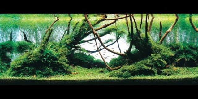Cool aquariums (23 photos)
