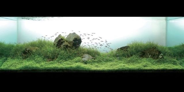 Cool aquariums (23 photos)