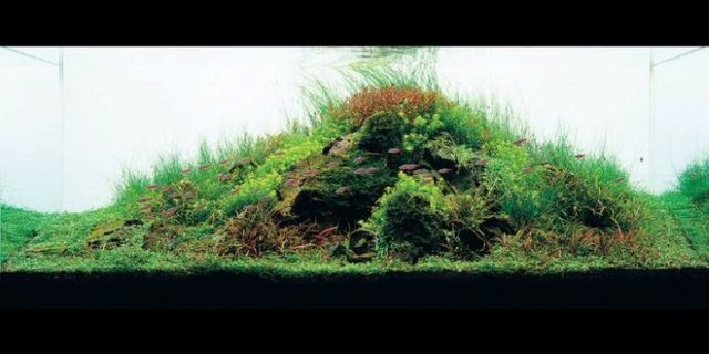 Cool aquariums (23 photos)