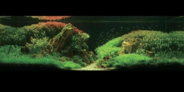 Cool aquariums (23 photos)