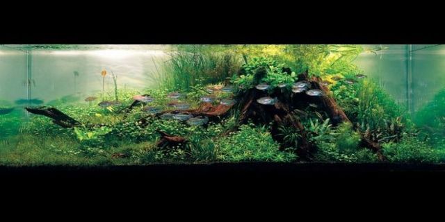 Cool aquariums (23 photos)