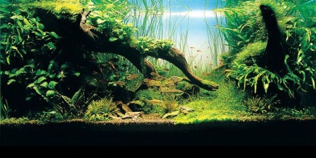 Cool aquariums (23 photos)