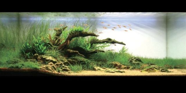 Cool aquariums (23 photos)