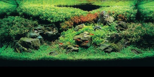 Cool aquariums (23 photos)