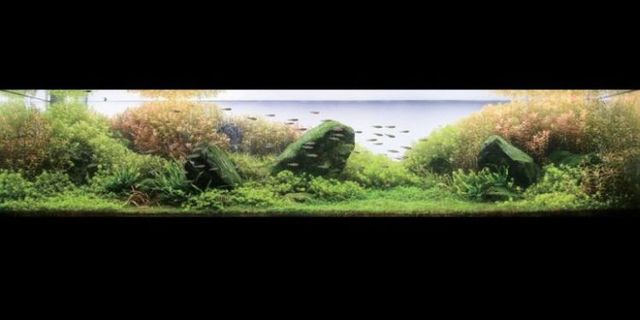 Cool aquariums (23 photos)