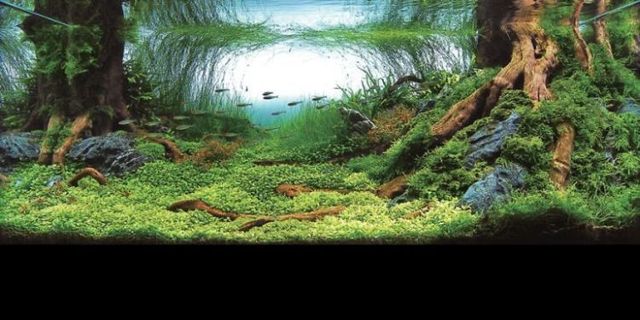 Cool aquariums (23 photos)