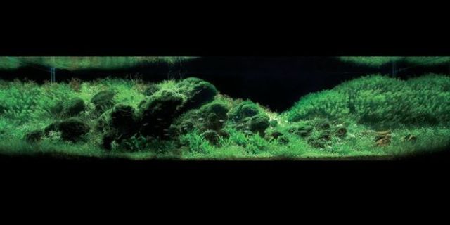 Cool aquariums (23 photos)