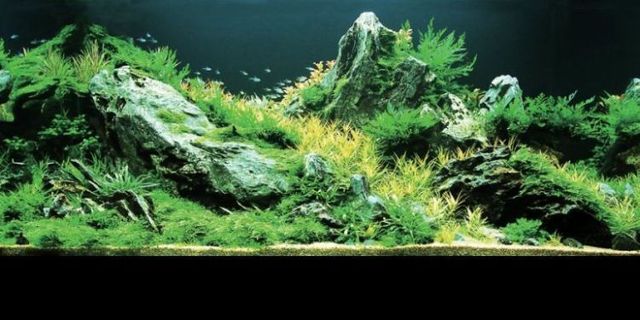 Cool aquariums (23 photos)