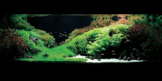 Cool aquariums (23 photos)