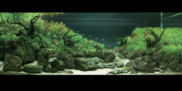 Cool aquariums (23 photos)