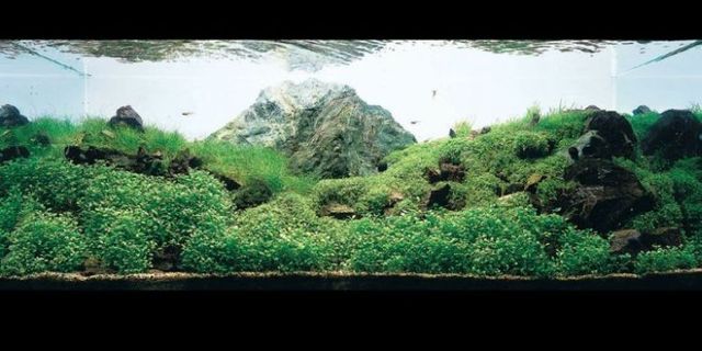 Cool aquariums (23 photos)