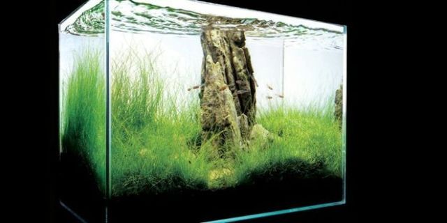 Cool aquariums (23 photos)