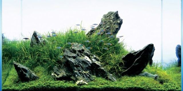 Cool aquariums (23 photos)