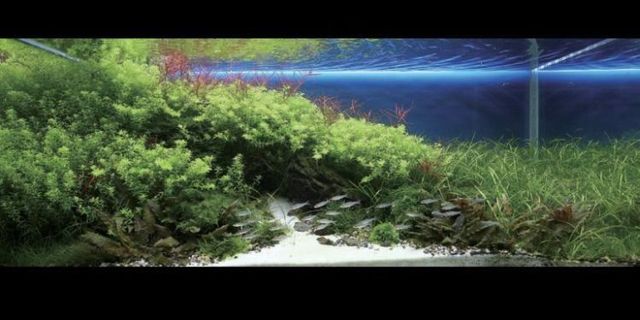 Cool aquariums (23 photos)