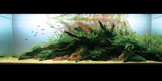 Cool aquariums (23 photos)