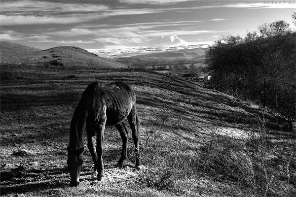 Great pictures of horses! (75 photos)