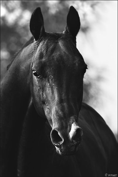 Great pictures of horses! (75 photos)