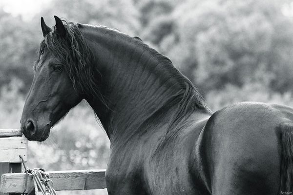 Great pictures of horses! (75 photos)