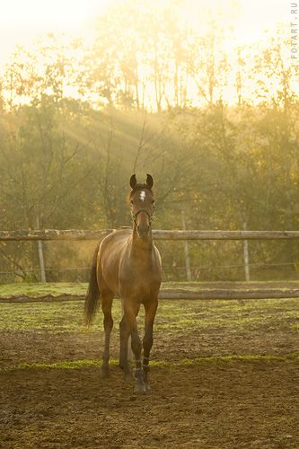 Great pictures of horses! (75 photos)