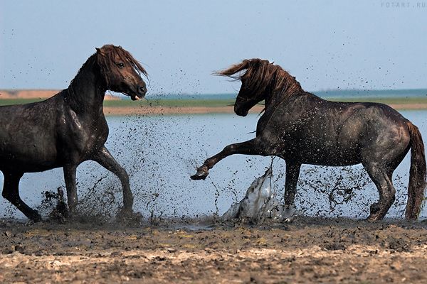 Great pictures of horses! (75 photos)