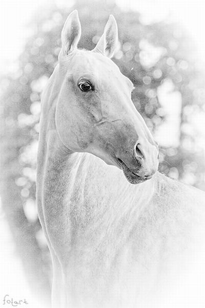 Great pictures of horses! (75 photos)