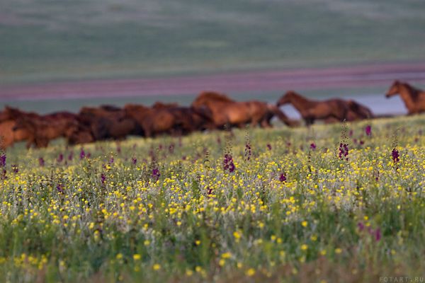 Great pictures of horses! (75 photos)