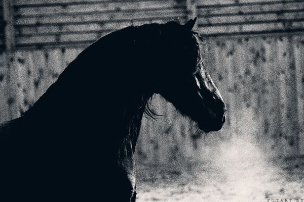 Great pictures of horses! (75 photos)