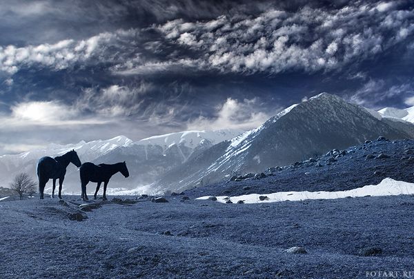 Great pictures of horses! (75 photos)