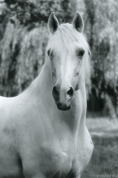 Great pictures of horses! (75 photos)