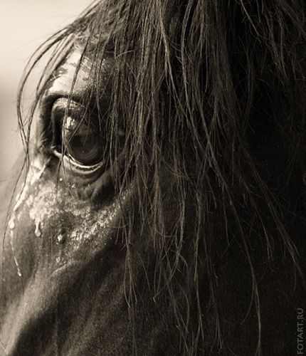 Great pictures of horses! (75 photos)
