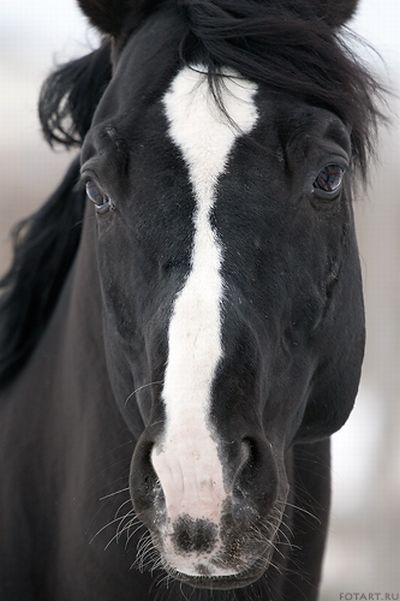Great pictures of horses! (75 photos)