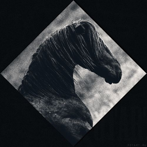 Great pictures of horses! (75 photos)